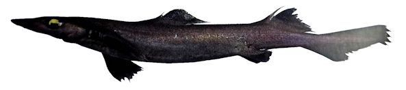 Deania calcea_222252.jpg